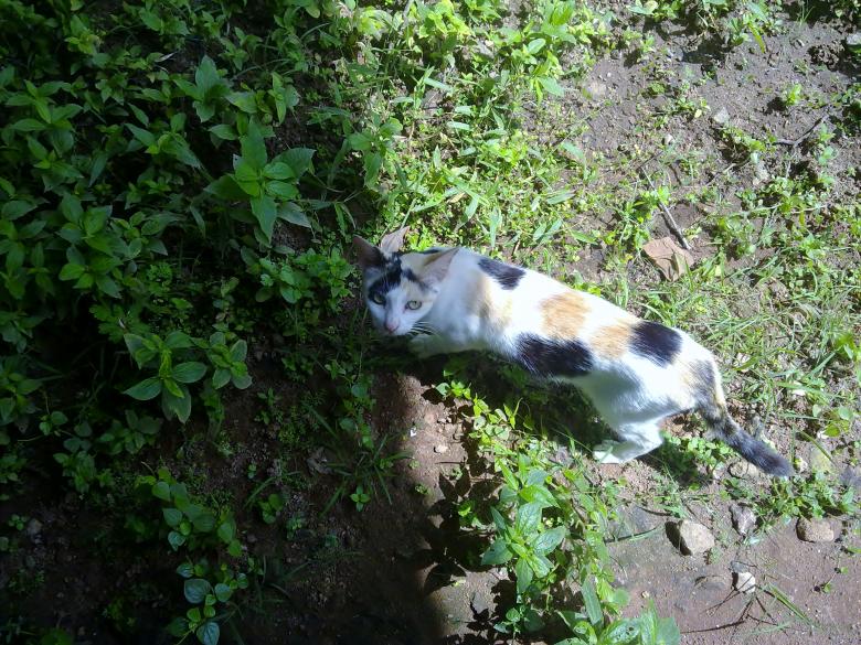 Free stock image of Cat  created by Tona sam