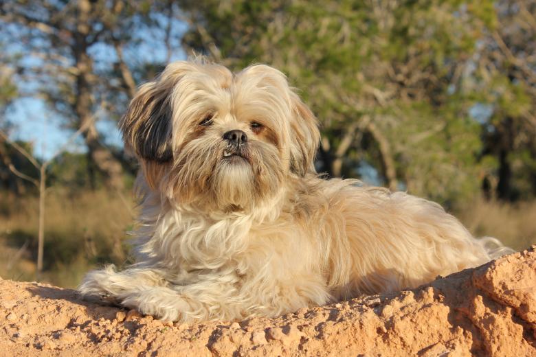 Free stock image of Dog created by Carole Bouix