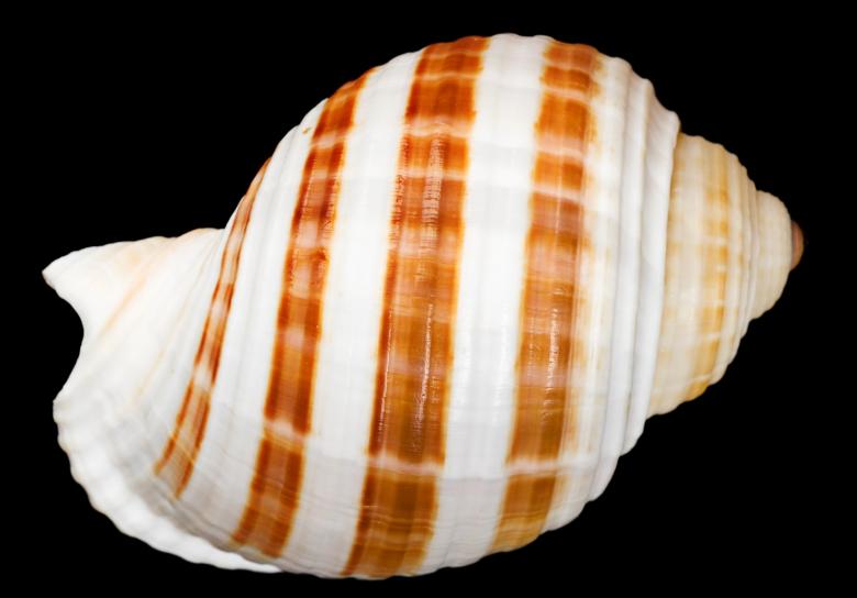 Free stock image of Seashell created by 2happy
