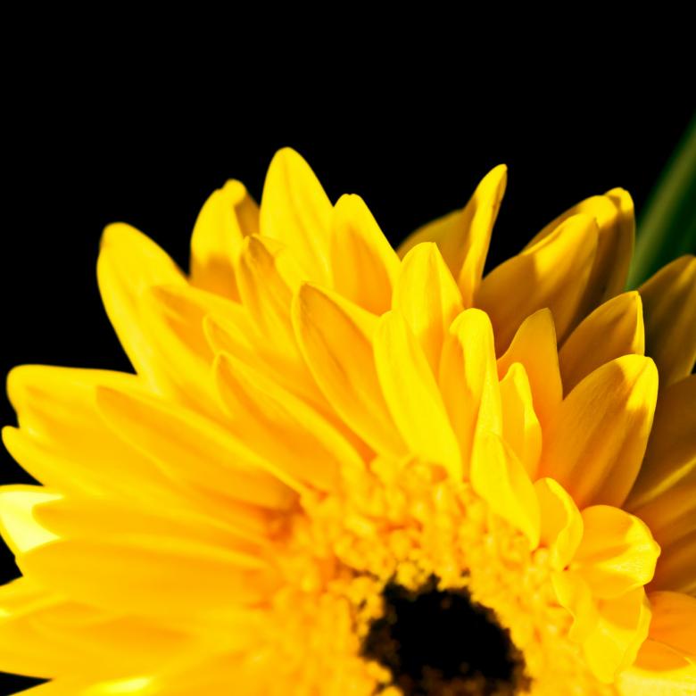 Free stock image of Yellow flower created by 2happy