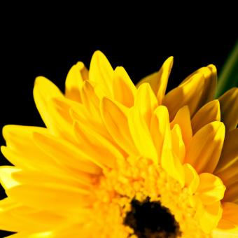 Free Stock Photo of Yellow flower