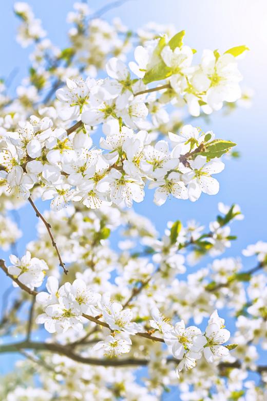 Free stock image of White Spring Flowers Against a Blue Sky created by 2happy
