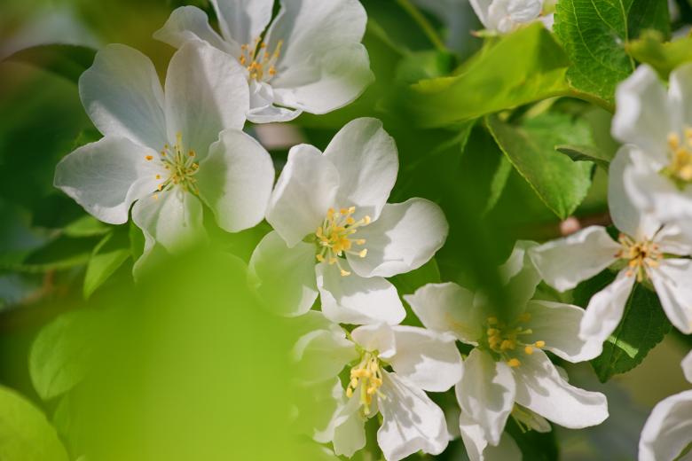 Free stock image of Spring flower created by 2happy