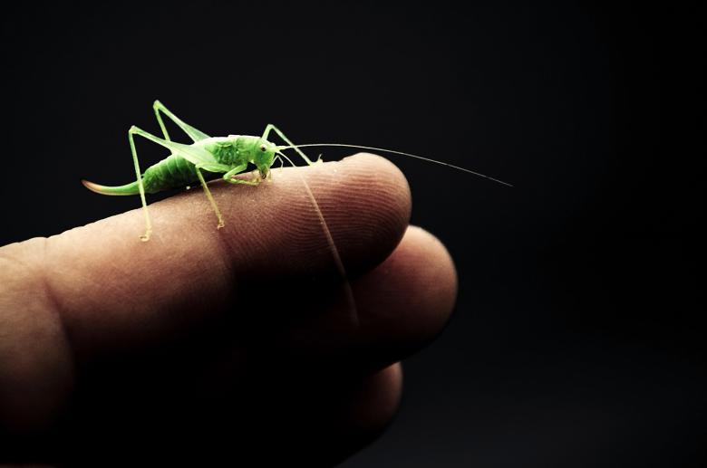 Free stock image of Grasshopper created by Luka