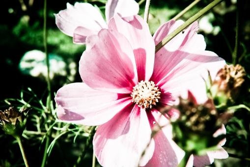 Free Stock Photo of Pink flower