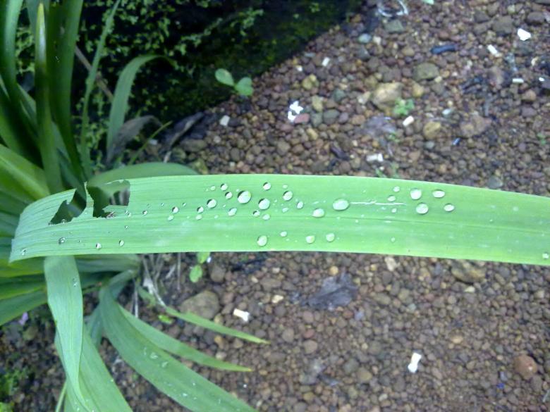 Free stock image of Water Drops on green leaf created by Tona sam