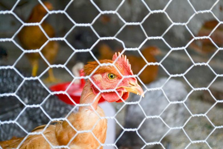 Free stock image of Chicken created by Octavian