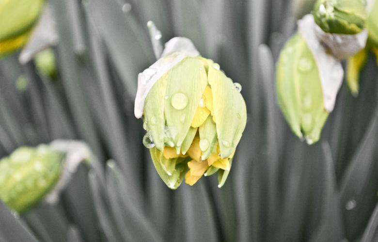 Free stock image of Yellow flower created by Octavian