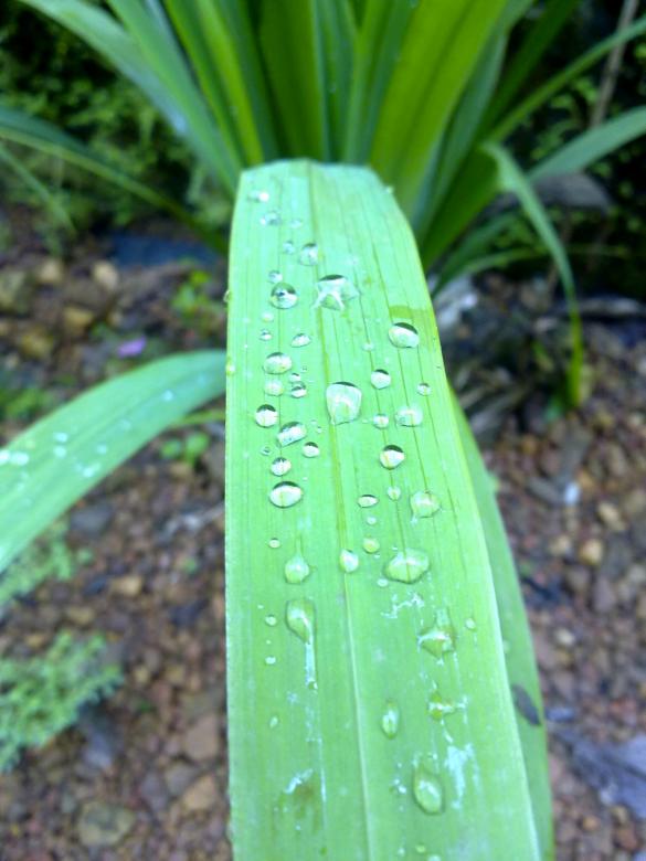 Free stock image of Water Drops on green leaf created by Tona sam