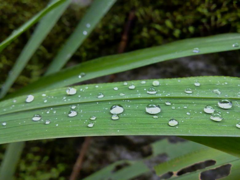 Free stock image of Water drops created by Tona sam