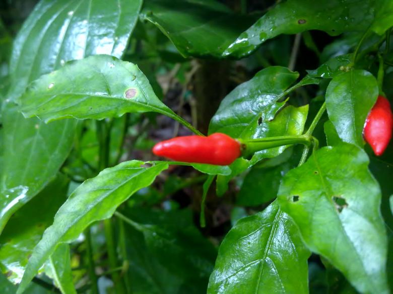 Free stock image of Red Garcinia created by Tona sam