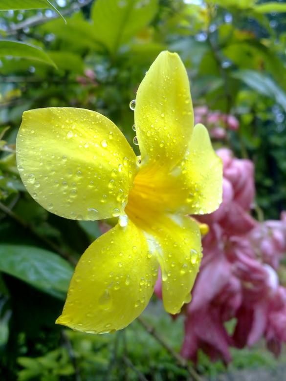 Free stock image of Yellow flower with water content created by Tona sam