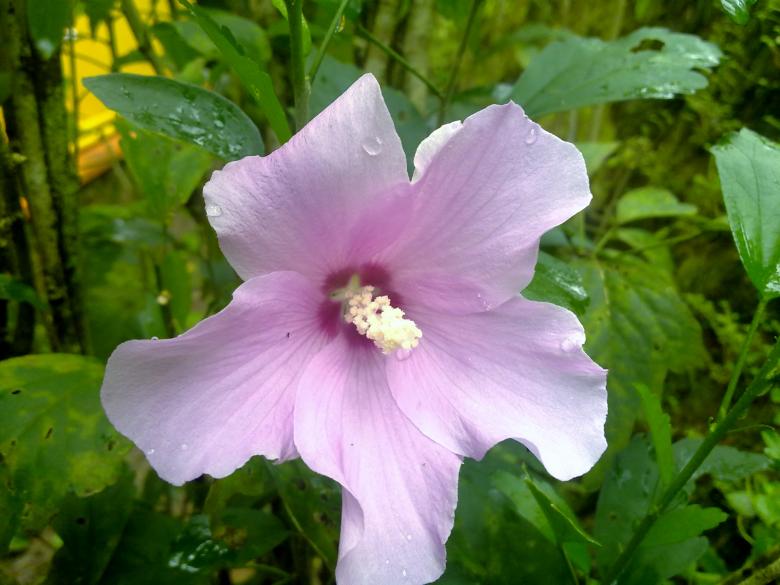 Free stock image of Hibiscus syriacus Front view created by Tona sam