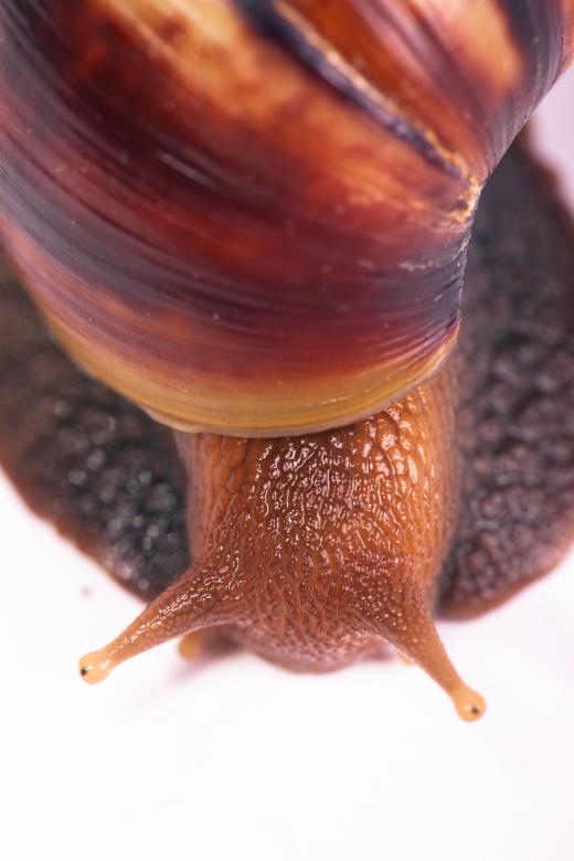 Free stock image of Snail created by 2happy