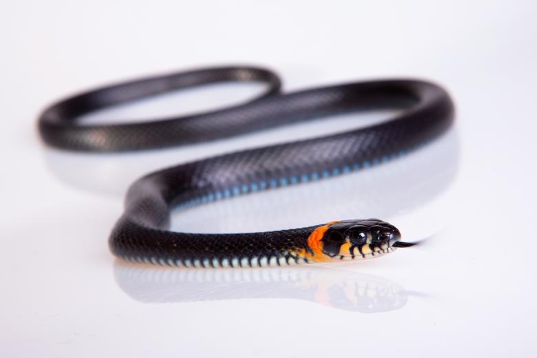 Free stock image of Snake created by 2happy