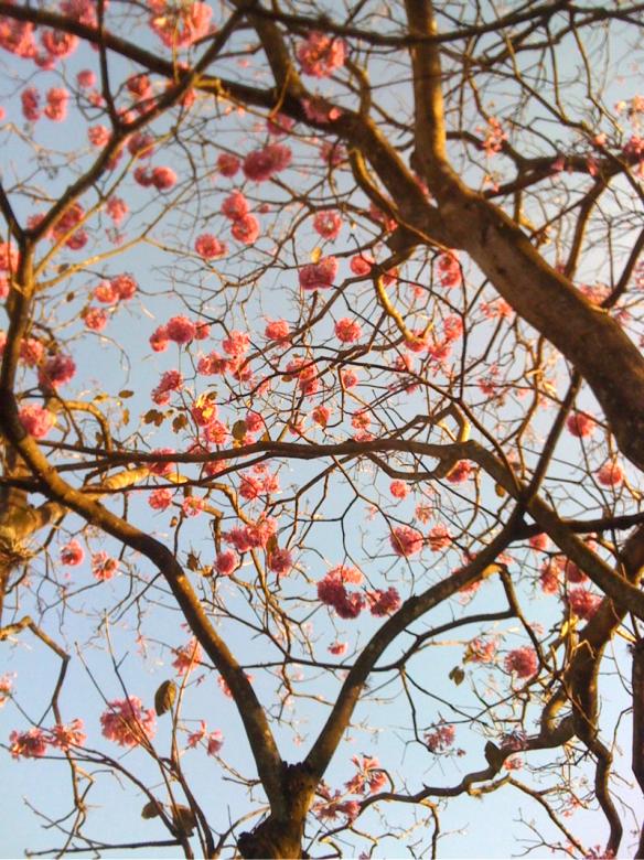 Free stock image of Ipe tree pink created by Karla Hara