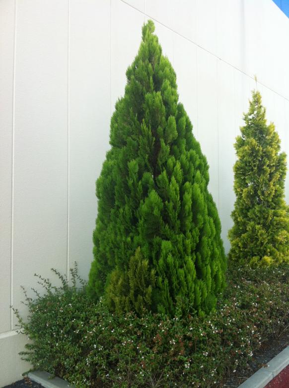 Free stock image of Garden Tree created by Karla Hara