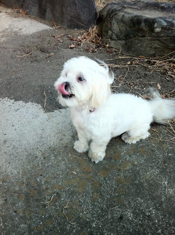 Free stock image of White dog created by Karla Hara