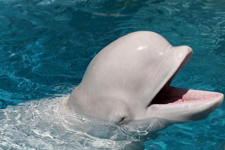 Free stock image of  Beluga created by Geoffrey Whiteway
