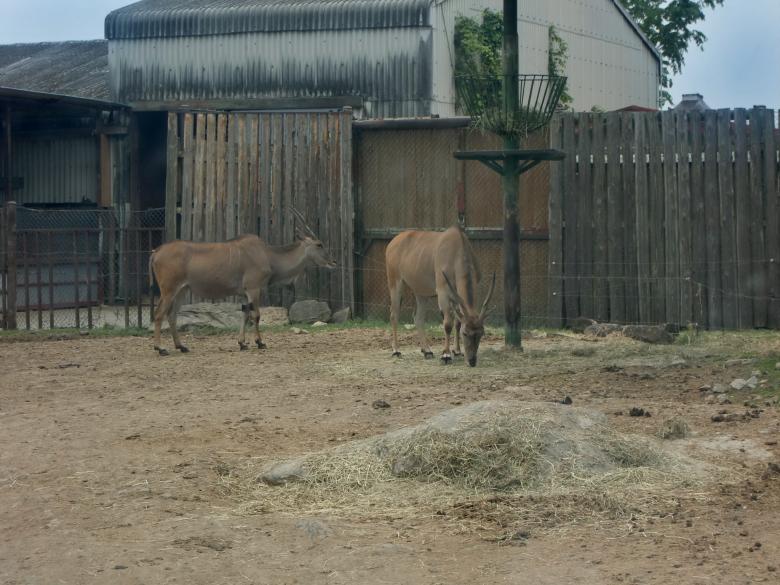 Free stock image of Deer created by Karla Hara