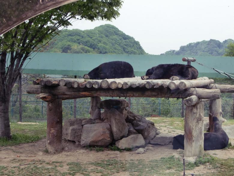 Free stock image of Sleeping bear created by Karla Hara
