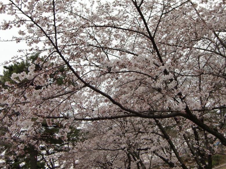 Free stock image of Sakura created by Karla Hara