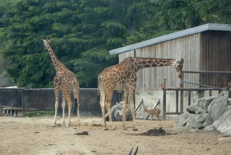 Free stock image of Giraffe created by Karla Hara