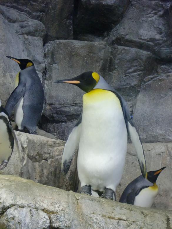 Free stock image of Penguin created by Karla Hara