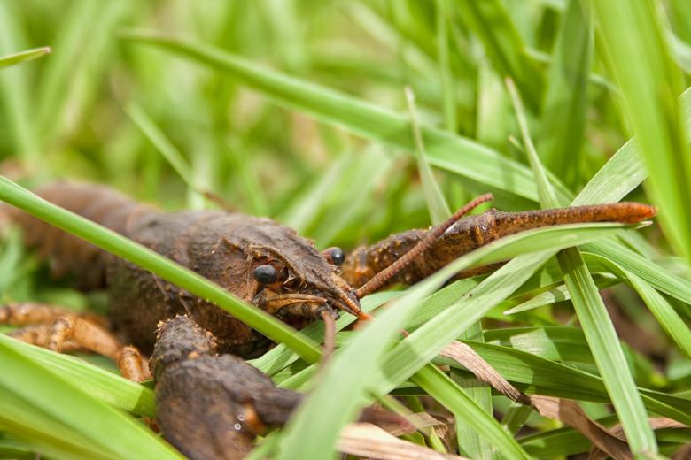 Free stock image of crayfish created by 2happy