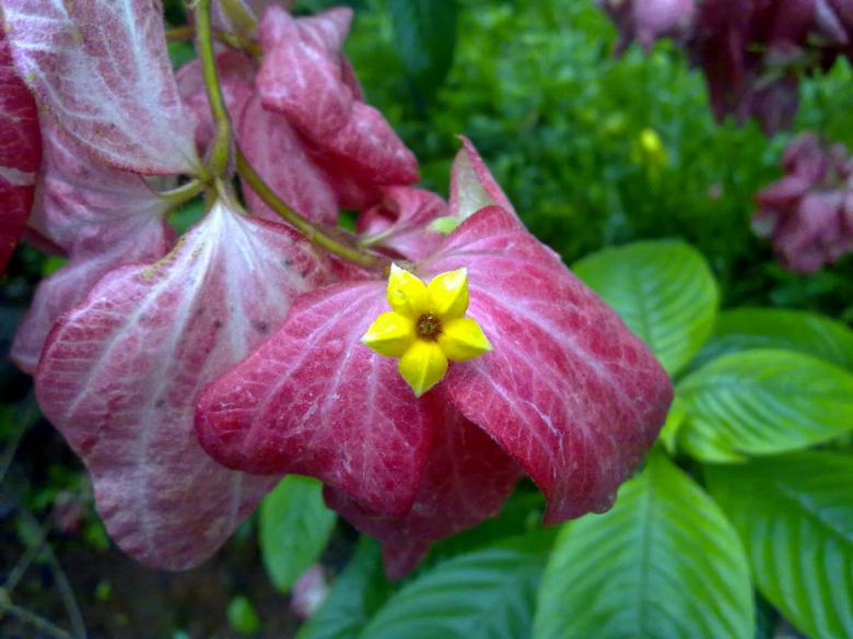 Free stock image of Musanda Flower created by Tona sam