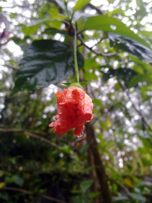 Free stock image of Orange hibiscus flower created by Tona sam