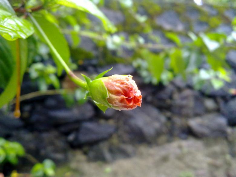 Free stock image of Orange Hibiscus Bud created by Tona sam