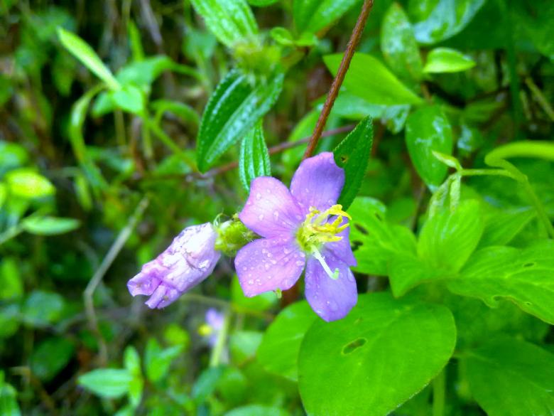 Free stock image of A violet Flower created by Tona sam