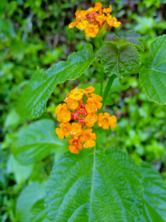 Free stock image of Orange Flowers created by Tona sam