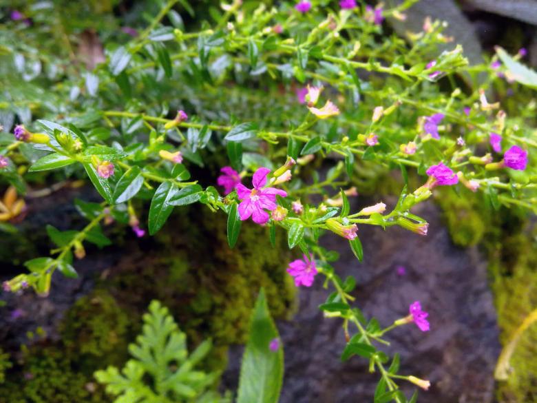 Free stock image of Violet flowers created by Tona sam
