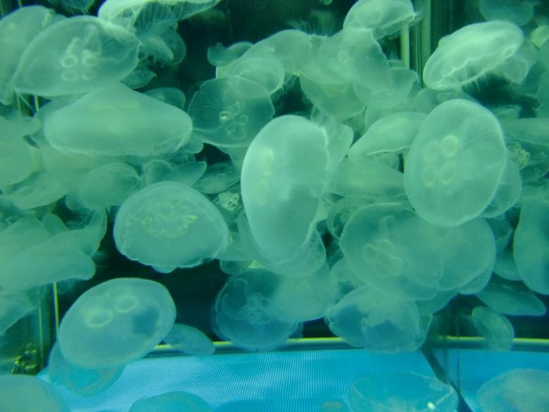 Free stock image of Jellyfish created by Karla Hara