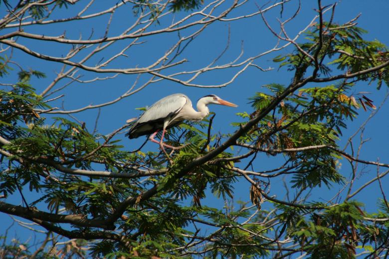 Free stock image of Grey Heron created by Gebyar Andyono