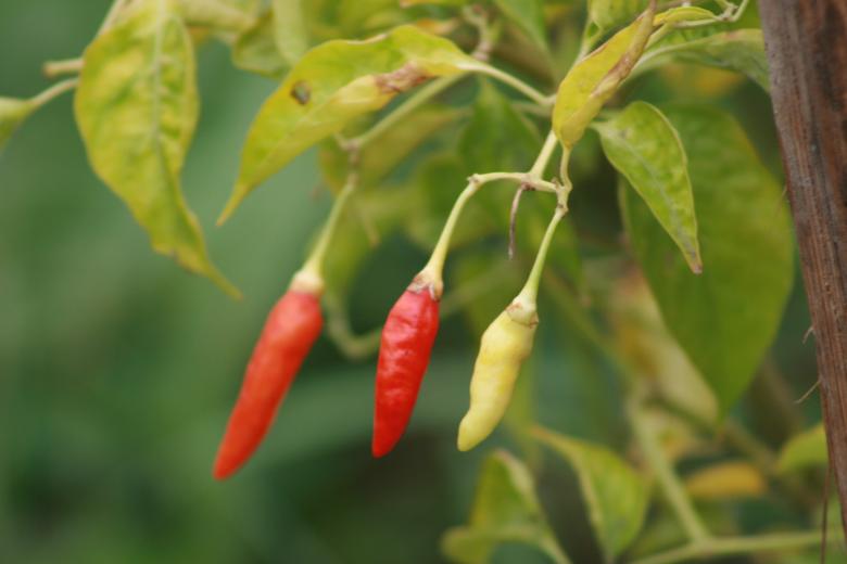 Free stock image of Three Chilies created by Gebyar Andyono