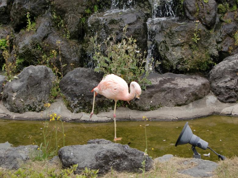 Free stock image of Flamingo created by Karla Hara