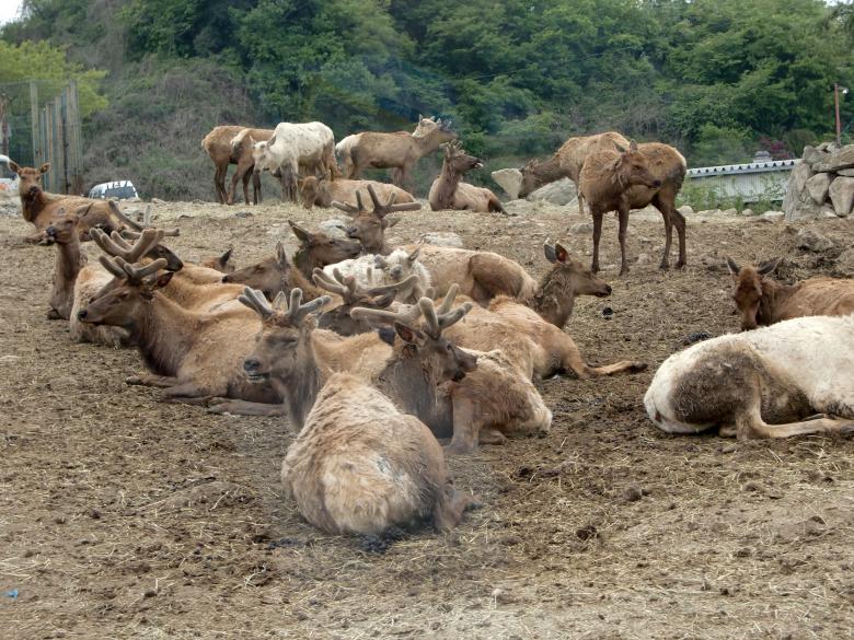 Free stock image of Reindeer created by Karla Hara