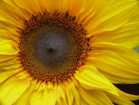 Sunflower - Free Stock Photo