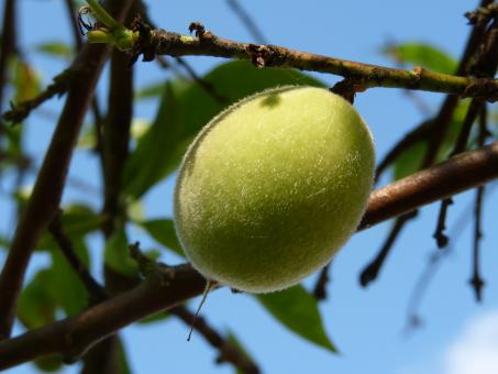 Fruit - Free Stock Photo