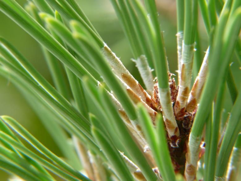 Free stock image of Green Plant created by Ricardo Monteiro