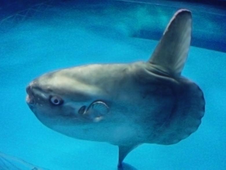 Free stock image of Mambo fish created by Karla Hara