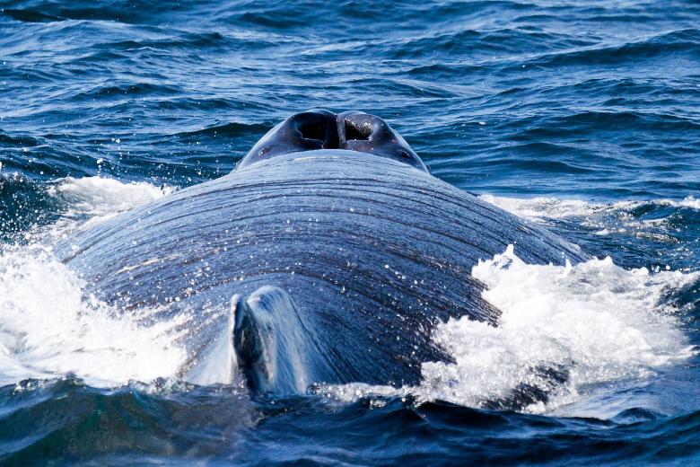 Free stock image of Humpback Whale created by Geoffrey Whiteway