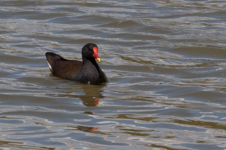 Free stock image of Bird in the Water created by Bruno MALLET