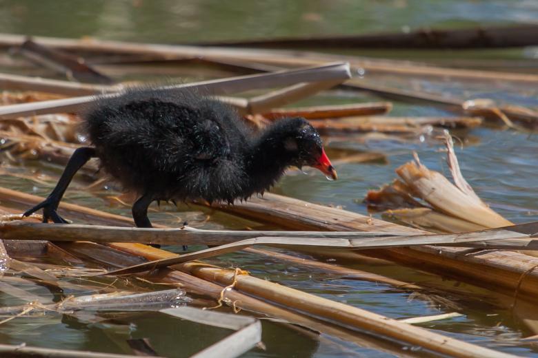 Free stock image of Black Bird Hunting created by Bruno MALLET