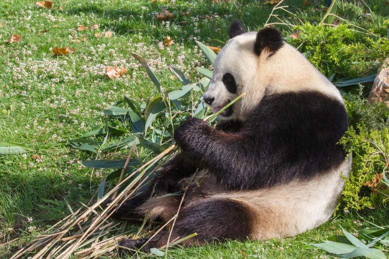 Free stock image of Giant panda created by Bruno MALLET