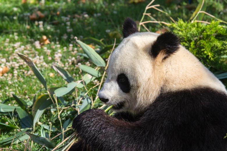 Free stock image of Giant panda created by Bruno MALLET