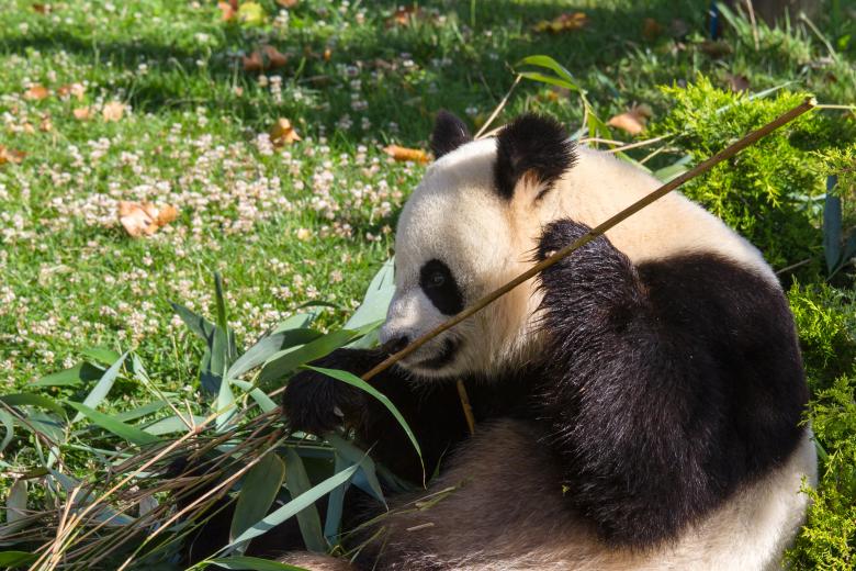 Free stock image of Giant panda created by Bruno MALLET